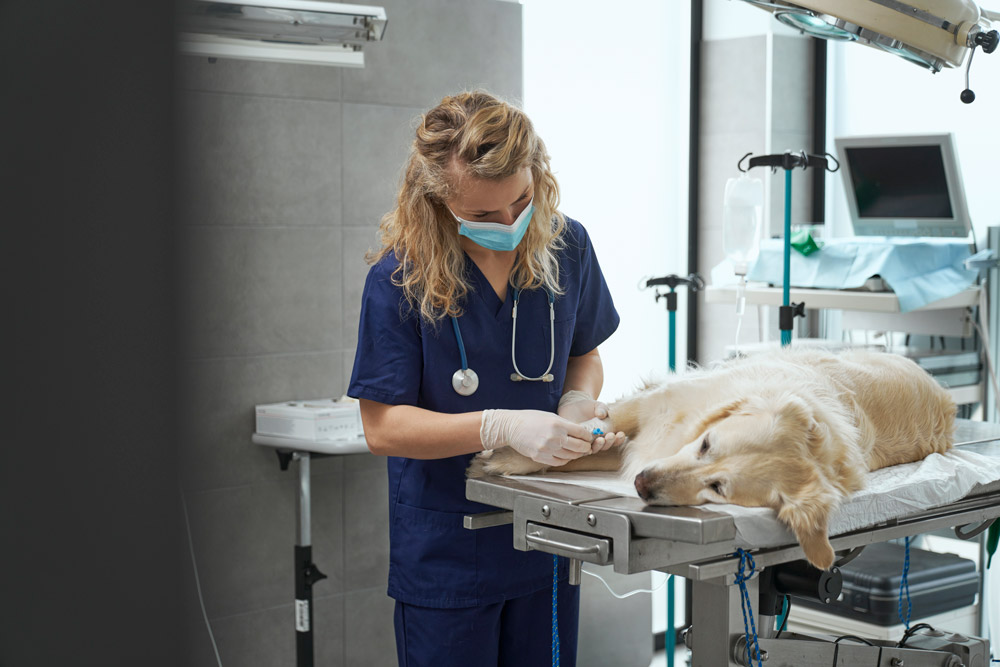Как стать санитаром ветеринарным: все о профессии, зарплате, где работать, форматы учебы в 2025 году